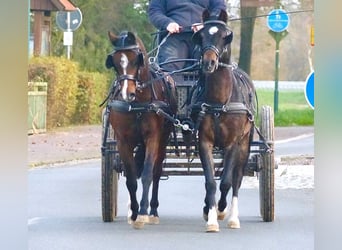 Welsh-B, Merrie, 16 Jaar, 130 cm, Bruin