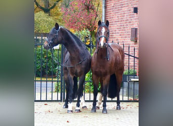 Welsh-B, Merrie, 16 Jaar, 130 cm, Bruin