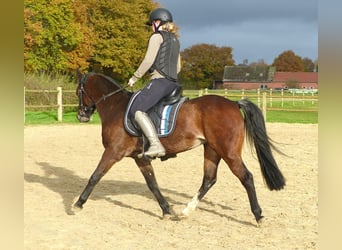 Welsh-B, Merrie, 16 Jaar, 130 cm, Bruin