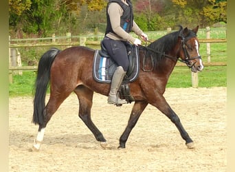 Welsh-B, Merrie, 16 Jaar, 130 cm, Bruin