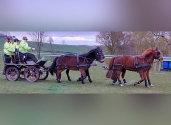 Welsh-B, Merrie, 16 Jaar, 131 cm, Vos