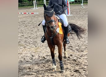 Welsh-B, Merrie, 16 Jaar, 136 cm, Donkerbruin