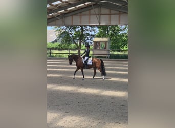 Welsh-B, Merrie, 16 Jaar, Bruin