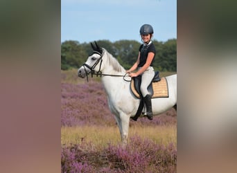 Welsh-B, Merrie, 17 Jaar, 127 cm, Schimmel