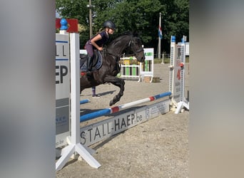 Welsh-B, Merrie, 17 Jaar, 137 cm, Bruin