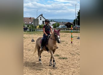 Welsh-B, Merrie, 19 Jaar, 130 cm, Palomino