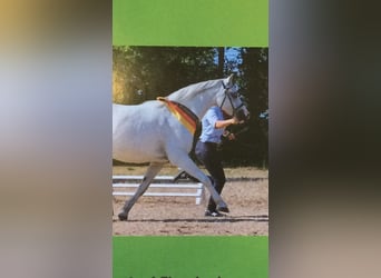 Welsh-B, Merrie, 19 Jaar, 133 cm, Schimmel