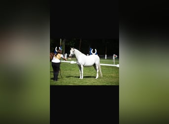 Welsh-B, Merrie, 19 Jaar, 133 cm, Schimmel