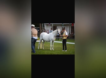 Welsh-B, Merrie, 19 Jaar, 133 cm, Schimmel