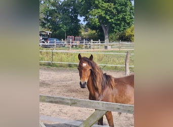 Welsh-B Mix, Merrie, 1 Jaar, 110 cm