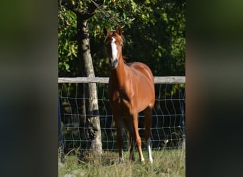 Welsh-B, Merrie, 1 Jaar, 134 cm, Vos