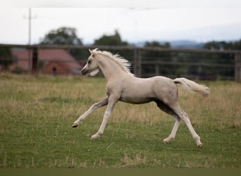 Welsh-B, Merrie, 1 Jaar, 135 cm, Palomino