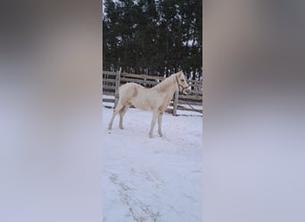 Welsh-B Mix, Merrie, 1 Jaar, 135 cm, Palomino