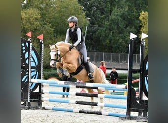 Welsh-B, Merrie, 1 Jaar, Buckskin