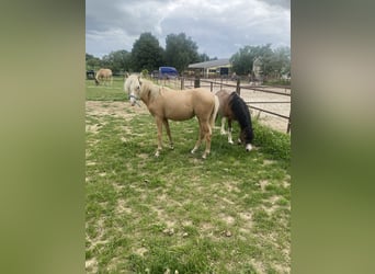 Welsh-B, Merrie, 1 Jaar, Palomino