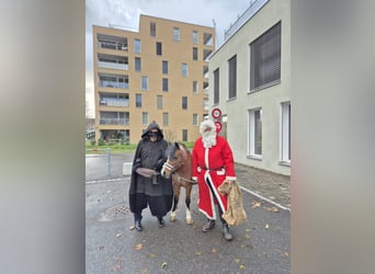 Welsh-B, Merrie, 23 Jaar, 123 cm, Bruin