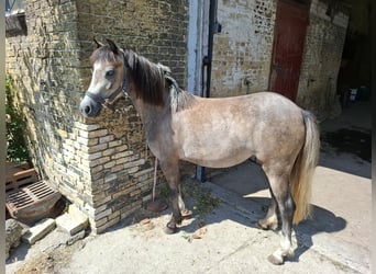 Welsh-B, Merrie, 2 Jaar, 118 cm, Blauwschimmel
