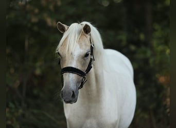 Welsh-B, Merrie, 2 Jaar, 132 cm, Palomino