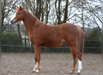 Welsh-B, Merrie, 2 Jaar, 135 cm