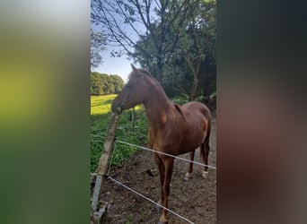 Welsh-B Mix, Merrie, 2 Jaar, 140 cm, Vos