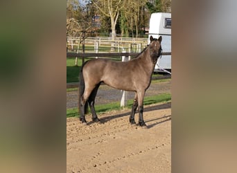 Welsh-B, Merrie, 3 Jaar, 125 cm, Zwart