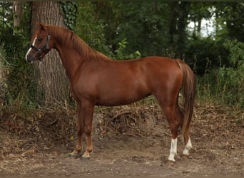 Welsh-B, Merrie, 3 Jaar, 132 cm, Vos