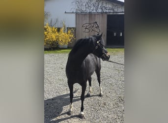 Welsh-B, Merrie, 3 Jaar, 132 cm, Zwartbruin