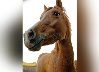 Welsh-B, Merrie, 3 Jaar, 133 cm, Vos