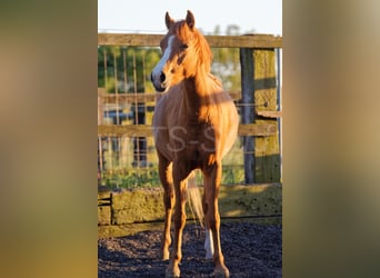 Welsh-B, Merrie, 3 Jaar, 133 cm, Vos
