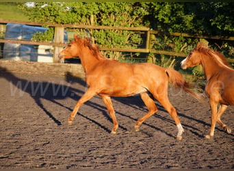 Welsh-B, Merrie, 3 Jaar, 133 cm, Vos
