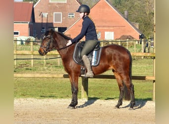 Welsh-B Mix, Merrie, 3 Jaar, 135 cm, Bruin