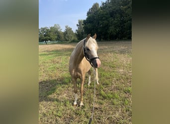 Welsh-B, Merrie, 3 Jaar, Palomino