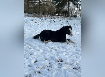 Welsh-B, Merrie, 4 Jaar, 120 cm, Zwart