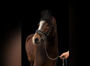 Welsh-B, Merrie, 4 Jaar, 121 cm, Bruin