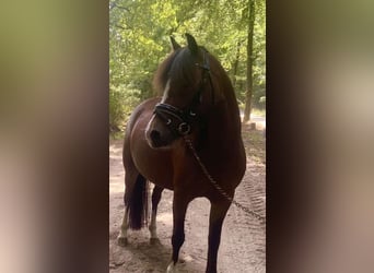 Welsh-B, Merrie, 4 Jaar, 121 cm, Bruin