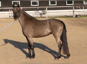 Welsh-B, Merrie, 4 Jaar, 125 cm, Zwart