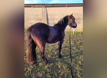 Welsh-B, Merrie, 4 Jaar, 128 cm, Zwart