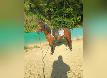 Welsh-B, Merrie, 4 Jaar, 130 cm, Bruin
