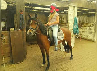 Welsh-B, Merrie, 4 Jaar, 130 cm, Bruin