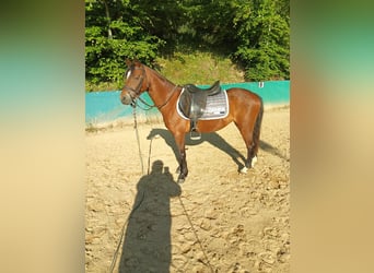Welsh-B, Merrie, 4 Jaar, 130 cm, Bruin