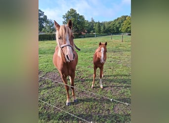 Welsh-B, Merrie, 4 Jaar, 130 cm, Vos