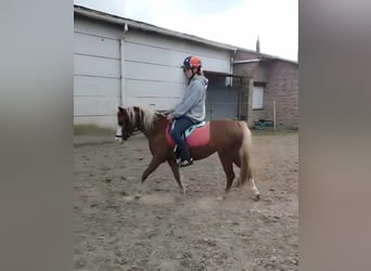 Welsh-B, Merrie, 4 Jaar, 130 cm, Vos