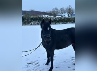Welsh-B, Merrie, 4 Jaar, 131 cm, Donkerbruin