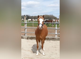 Welsh-B, Merrie, 4 Jaar, 133 cm, Vos