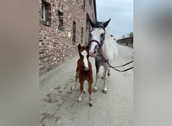 Welsh-B, Merrie, 4 Jaar, 138 cm, Gevlekt-paard