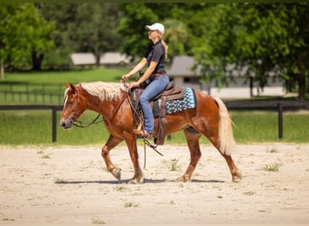 Welsh-B Mix, Merrie, 4 Jaar, Donkere-vos