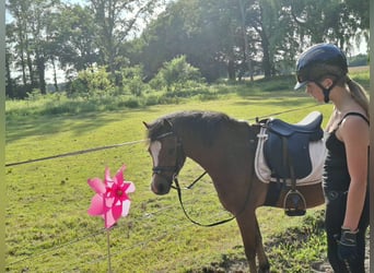 Welsh-B Mix, Merrie, 5 Jaar, 120 cm, Bruin