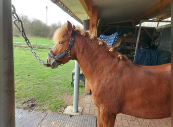 Welsh-B, Merrie, 5 Jaar, 125 cm, Vos