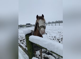 Welsh-B, Merrie, 5 Jaar, 126 cm, Vos