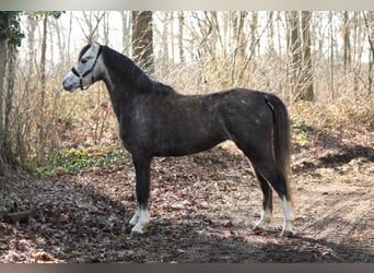 Welsh-B, Merrie, 5 Jaar, 133 cm, Schimmel